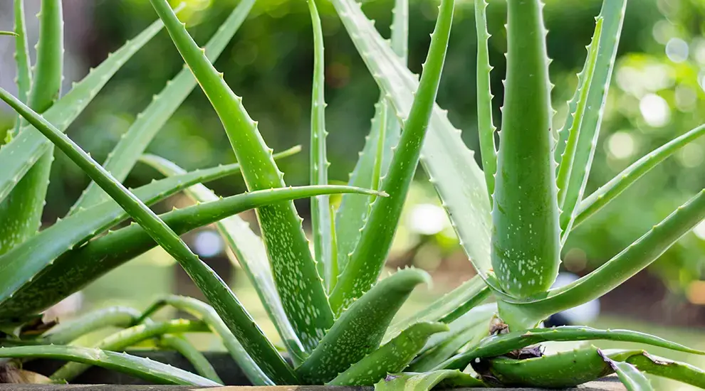 Aloe Vera: Möcüzəvi Bitkinin Sağlamlığa Faydaları və Tibbi İstifadəsi