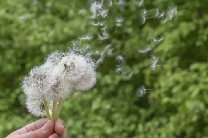 Yaz Aylarında Allergiyaya Qarşı Necə Mübarizə Aparmalı?