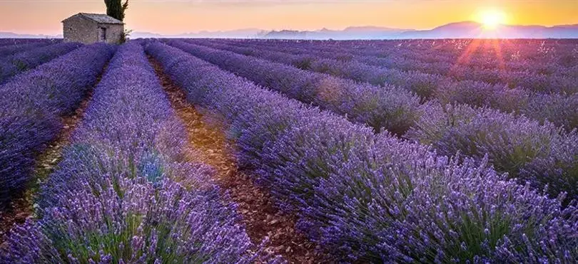 Lavanda Nədir? Bənövşəyi Möcüzənin Sağlamlığımıza Möhtəşəm Faydası